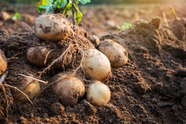 You are currently viewing Filière de la pomme de terre : un soutien financier