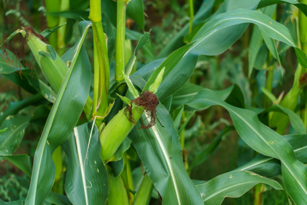 You are currently viewing Production agricole : et si vous n’avez pas appliqué le bon taux de TVA ?