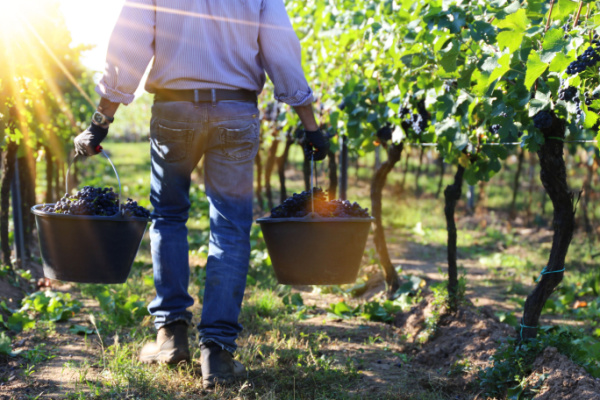 vendanges