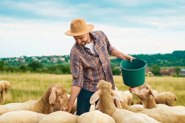 You are currently viewing Agriculture : aides financières pour les éleveurs